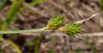 Shortbeak sedge